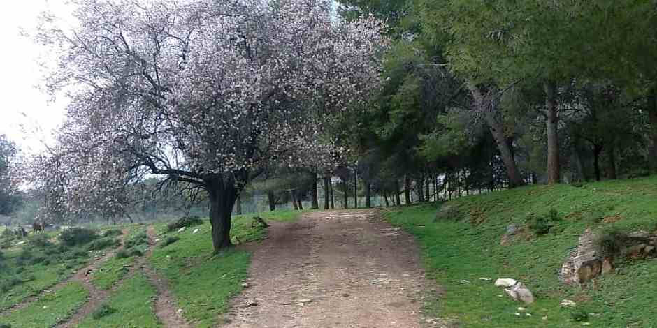 Almond-Tree Tu B'Shvat, the Holiday of Trees