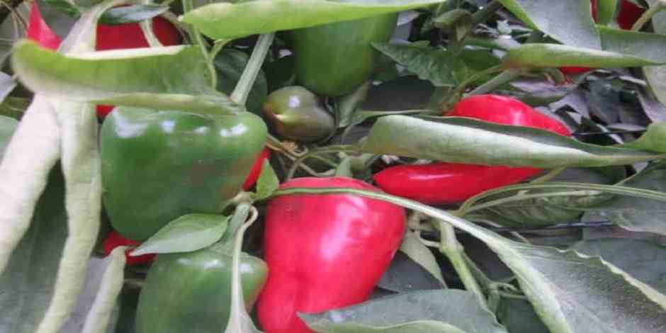 Israeli-pepper Agriculture in Israel