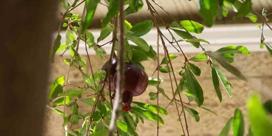 Jerusalem-pomegranate Really, Why Should I Care?