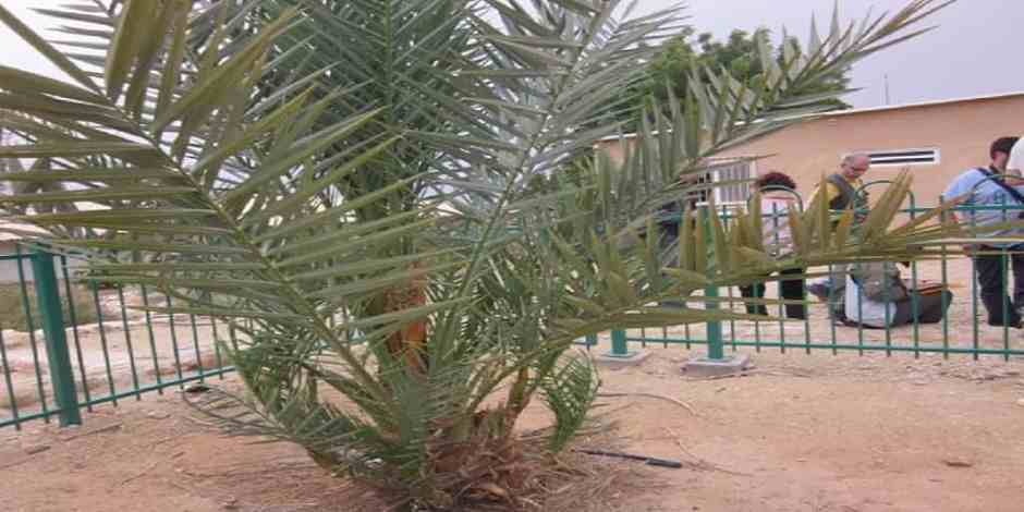 date-palm-from-Qumran Agriculture in Israel
